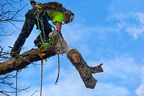 How Our Tree Care Process Works  in  Lesslie, SC